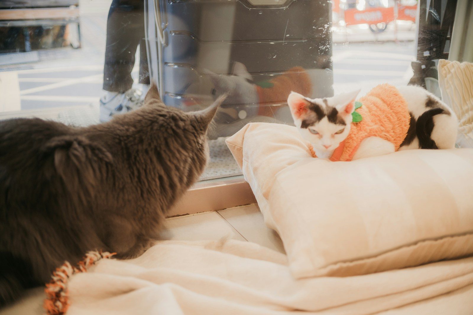 Two cats looking out a window on pillows.