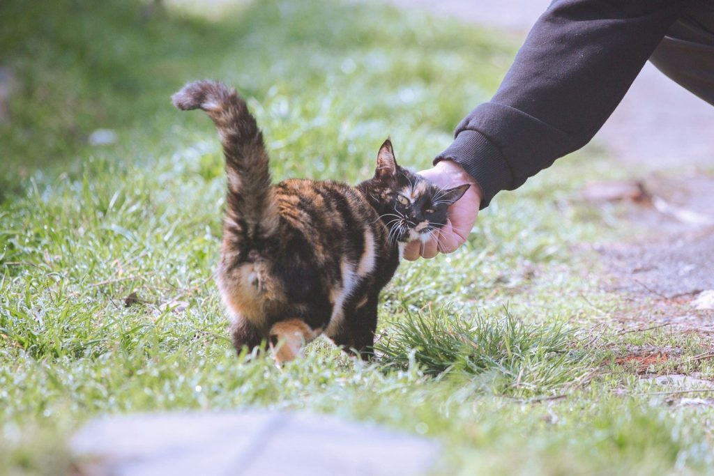 A hand pets a tortoiseshell cat in grass