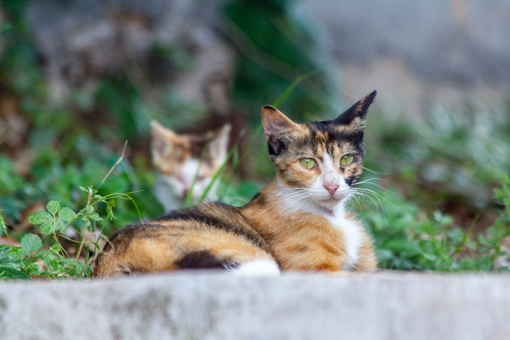 a cat laying on the ground in the grass