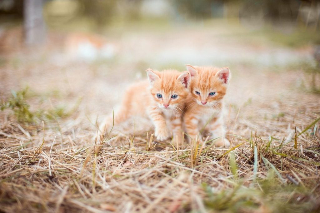 kitten, red, two, small, grass, nature, striped, hay, snuggles, cuddle, couple, cute, orange, kid, little, kitten, kitten, kitten, kitten, kitten, two, couple