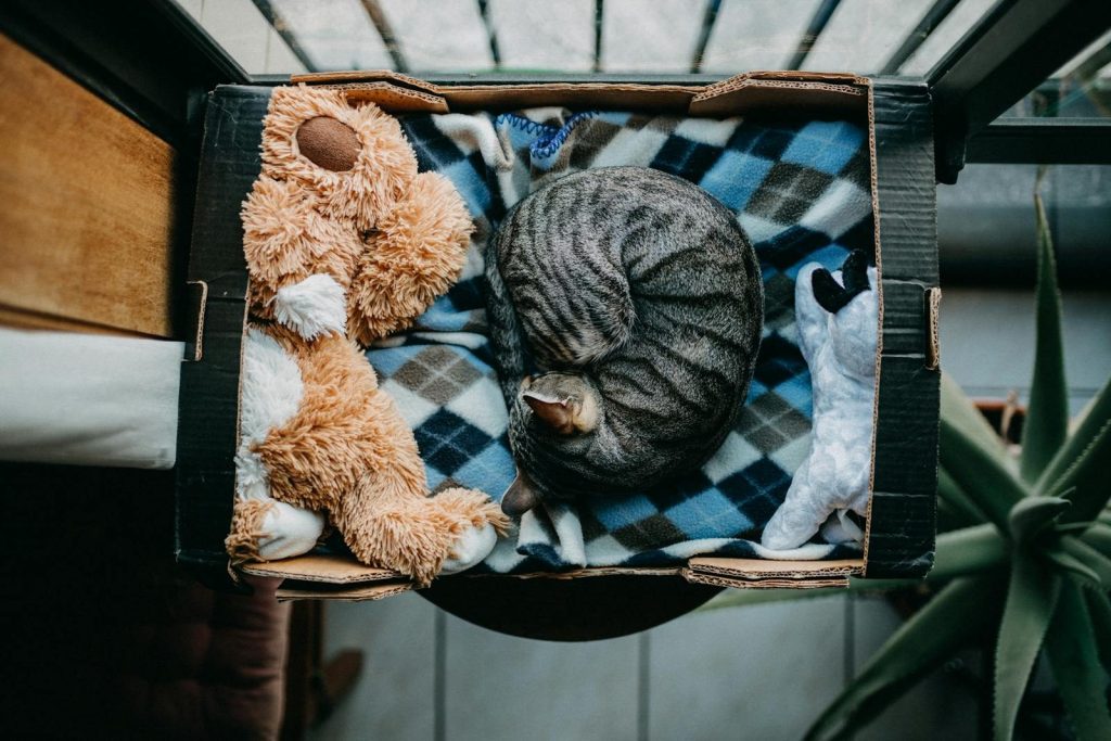 Overhead view of a tabby cat curled up asleep in a box with plush toys. Perfect tranquil scene.