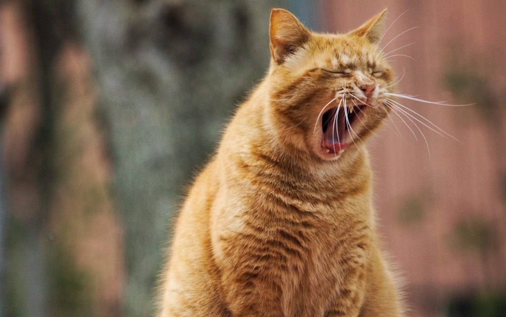 cat, pet, yawn, nature, animal, domestic cat, feline, mammal, whiskers, tired, cute, portrait