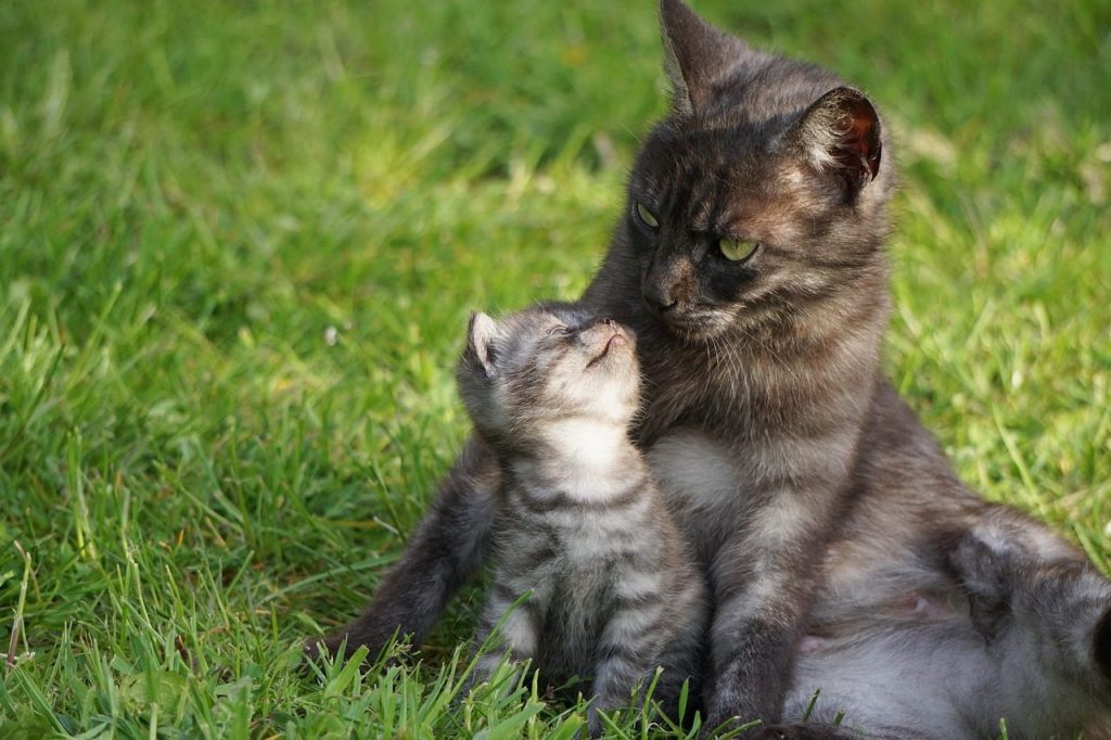 cat, pet, motherly love, animal, mother cat with kitten, cuddle