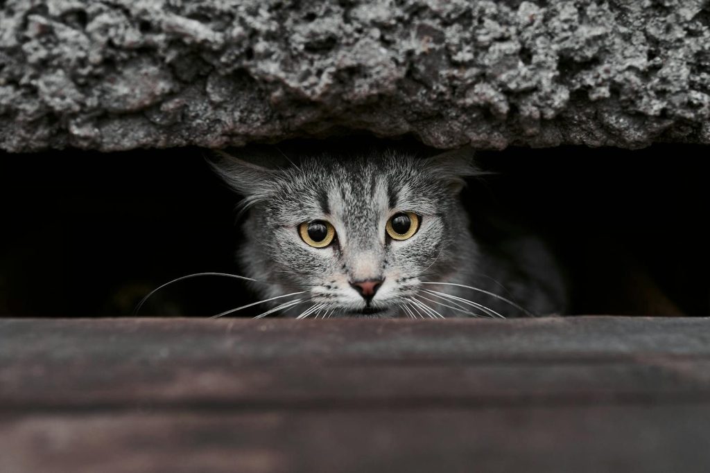 A tabby cat with striking yellow eyes peeks from a dark recess, creating a mysterious and engaging image.