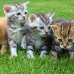 A group of five cute kittens exploring and playing on lush green grass outdoors.