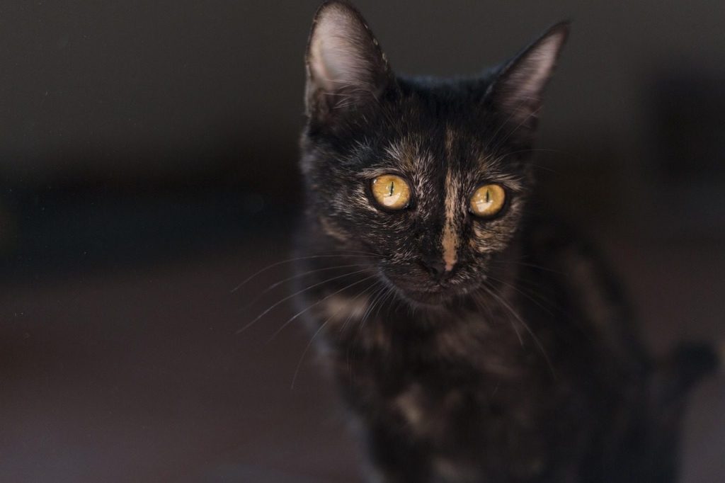 malai, nature, cat, animal, feline, kitten, kitty, pet, portrait, fur, whiskers