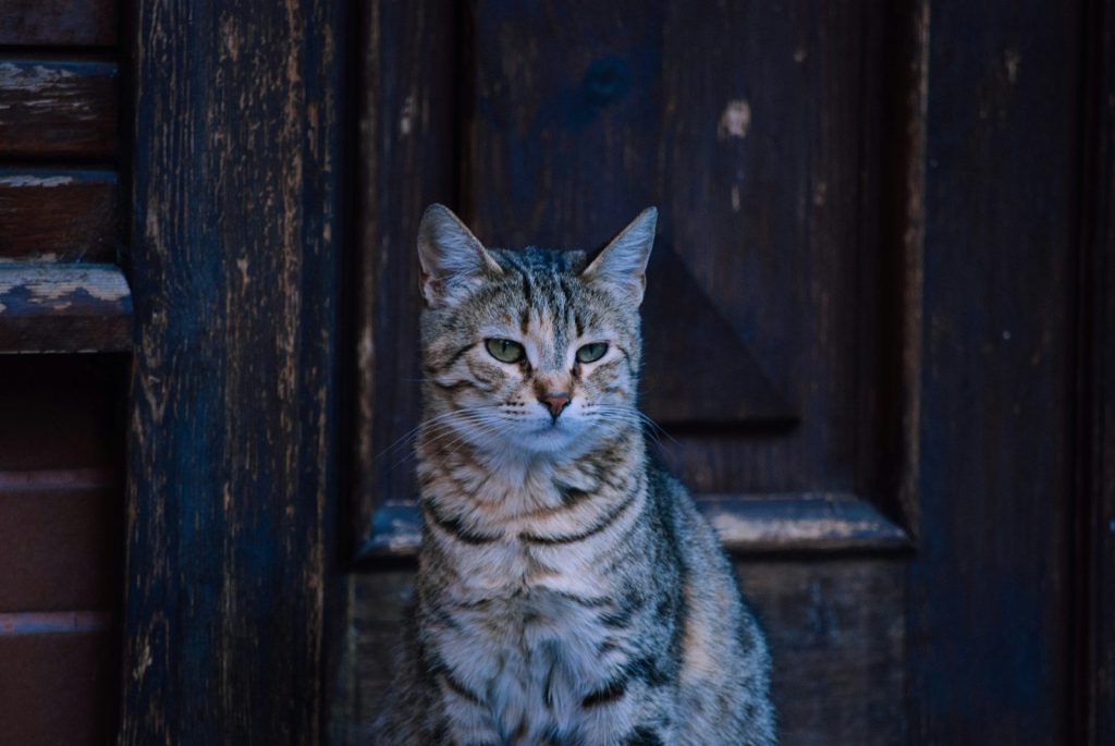 brown tabby cat on brown wooden fence