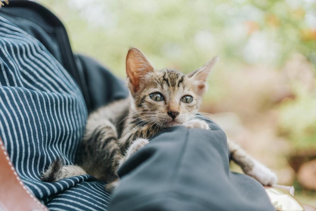 Cute kitty with stripes on fur looking at camera while lying on arm of crop anonymous female in park