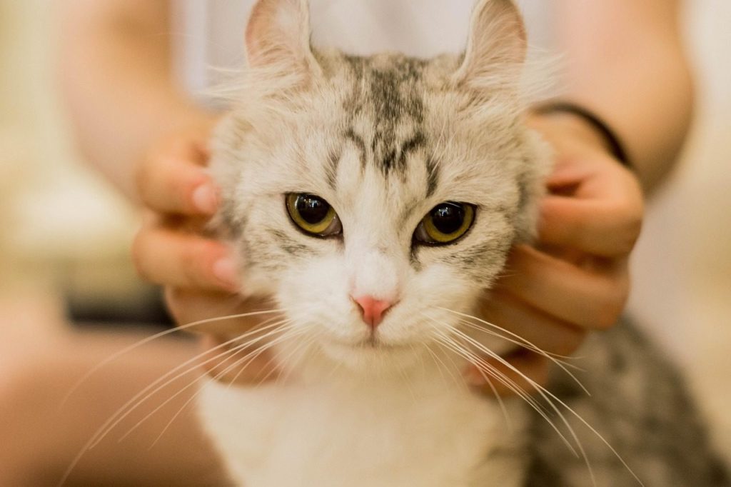 cat, nature, animal, look at, stroking, pet, home