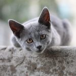 cat, british shorthair, kitten, view, grey, animal, pet, nature, cute, face, furry, fur