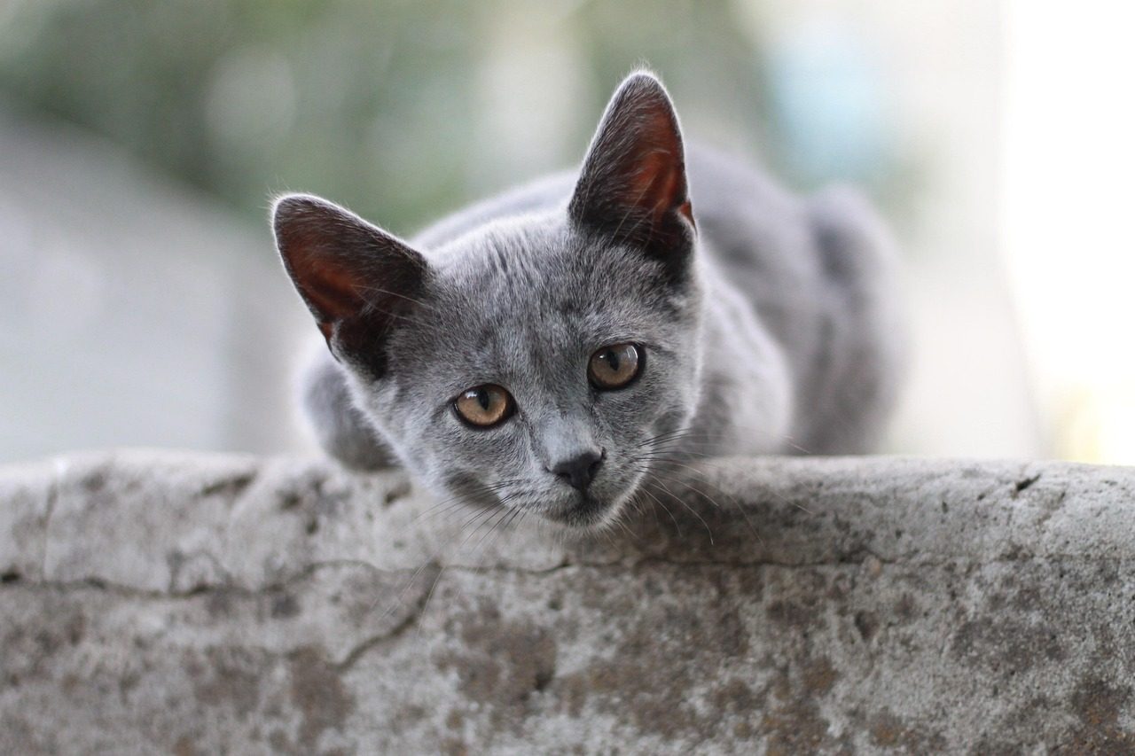 cat, british shorthair, kitten, view, grey, animal, pet, nature, cute, face, furry, fur