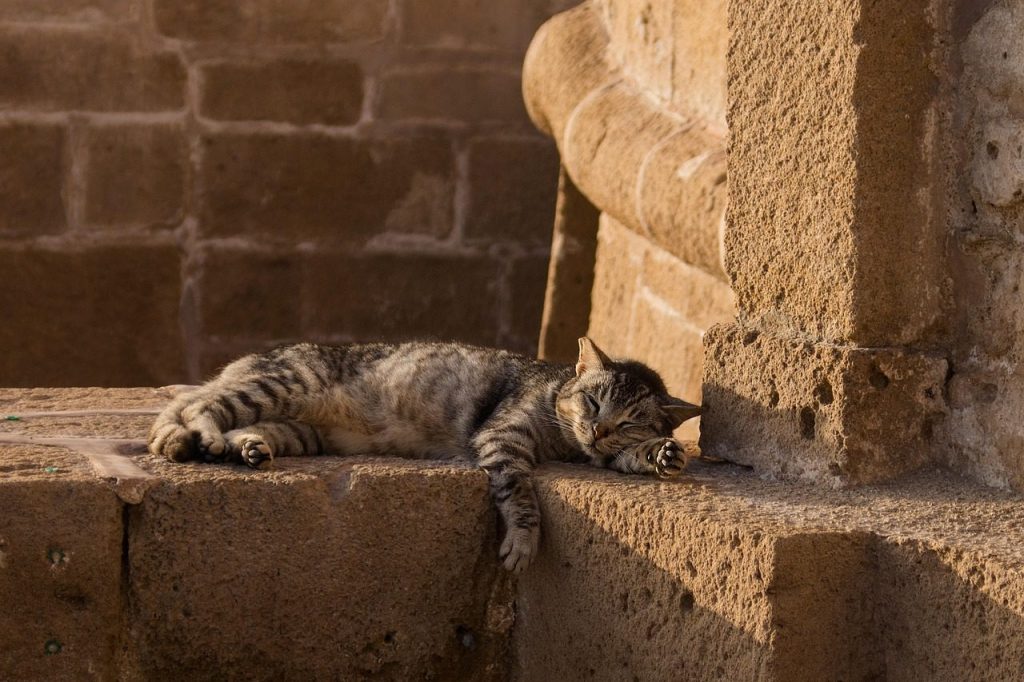 cat, nature, pet, feline, animal, fur, sleeping, kitty, domestic cat, cat portrait