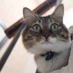 cat on the step, cat, animal, pet, step, feline