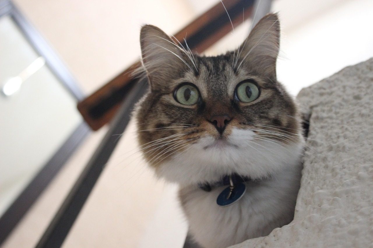 cat on the step, cat, animal, pet, step, feline