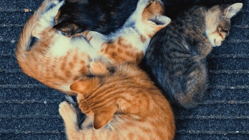 Four kittens sleeping together on a dark rug.