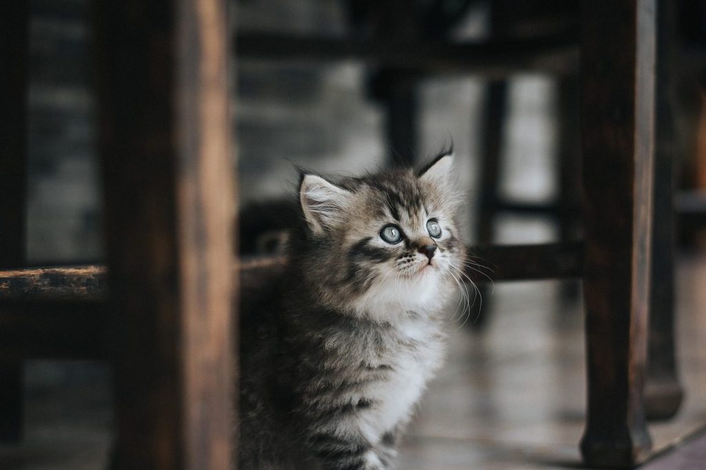 cat, pet, animal, kitten, cute