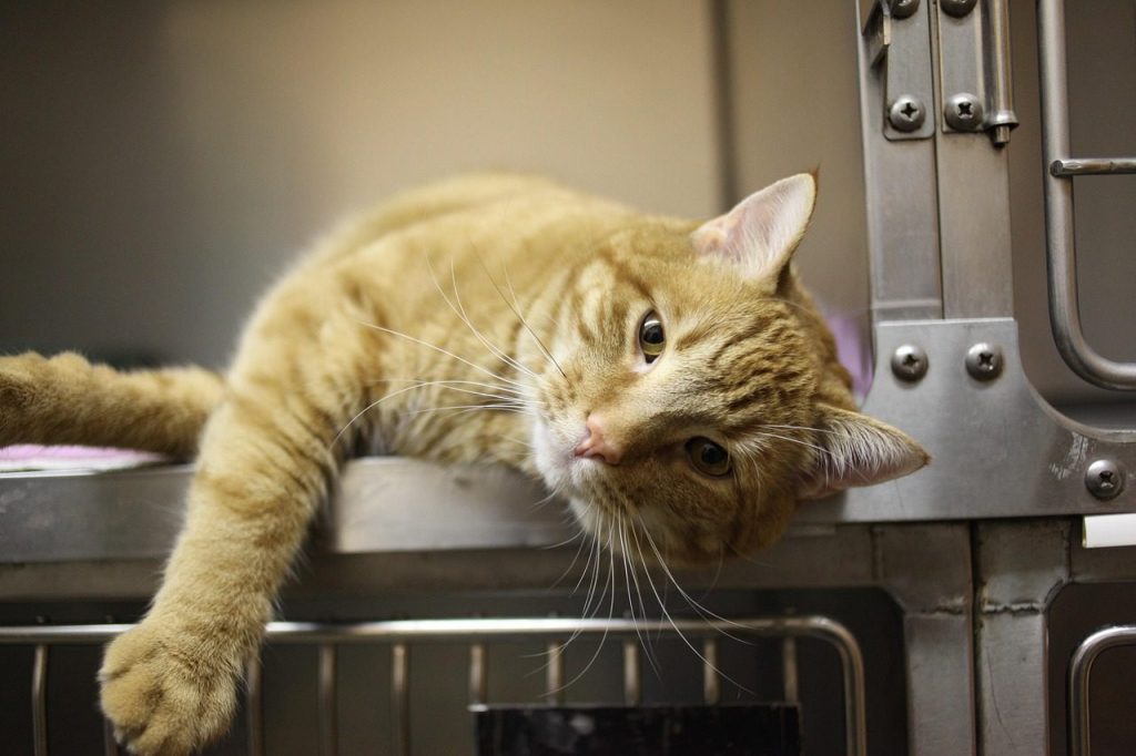 cat, kitty, veterinarian, pet, feline, animal, domestic, fur, orange, tabby, cage, nature, veterinary