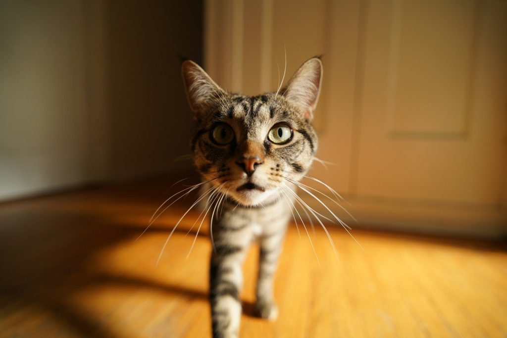 A tabby cat looks directly at the camera.