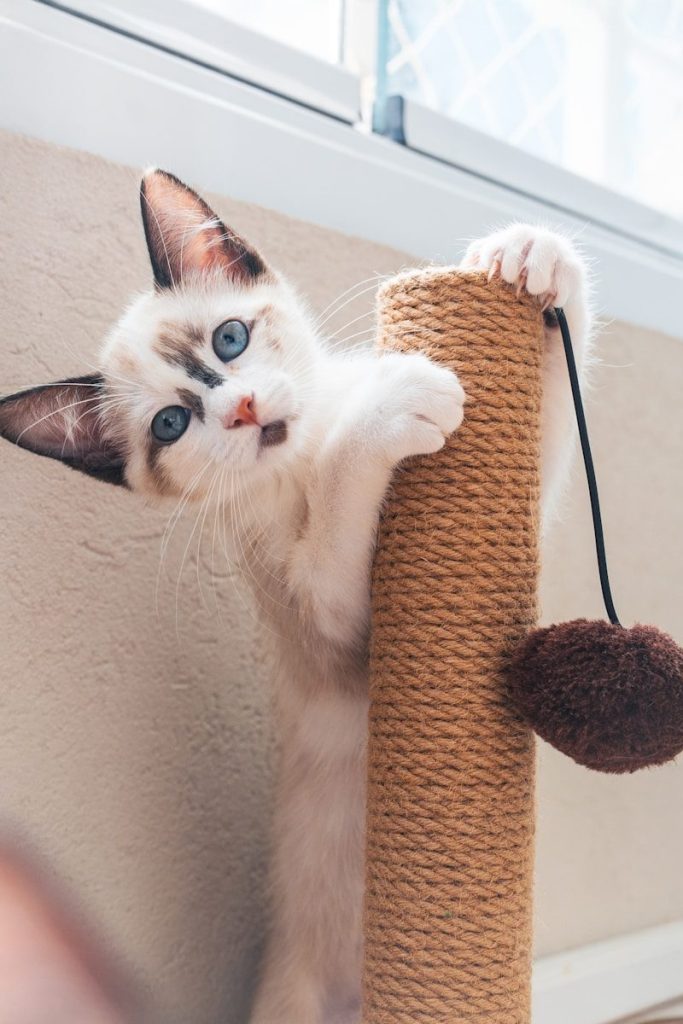 Curious kitten is playing with a scratching post.