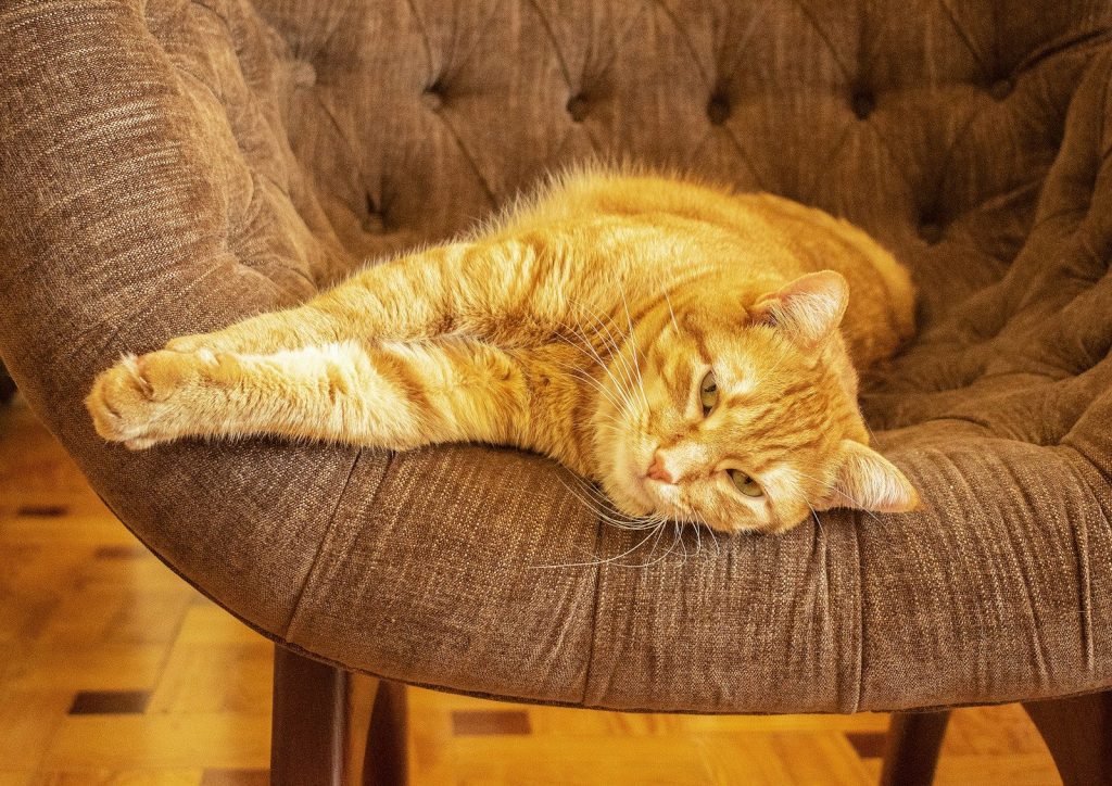 a cat laying on top of a brown chair