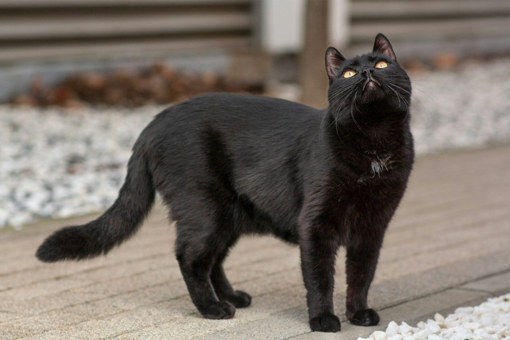A black cat looks up attentively outdoors.