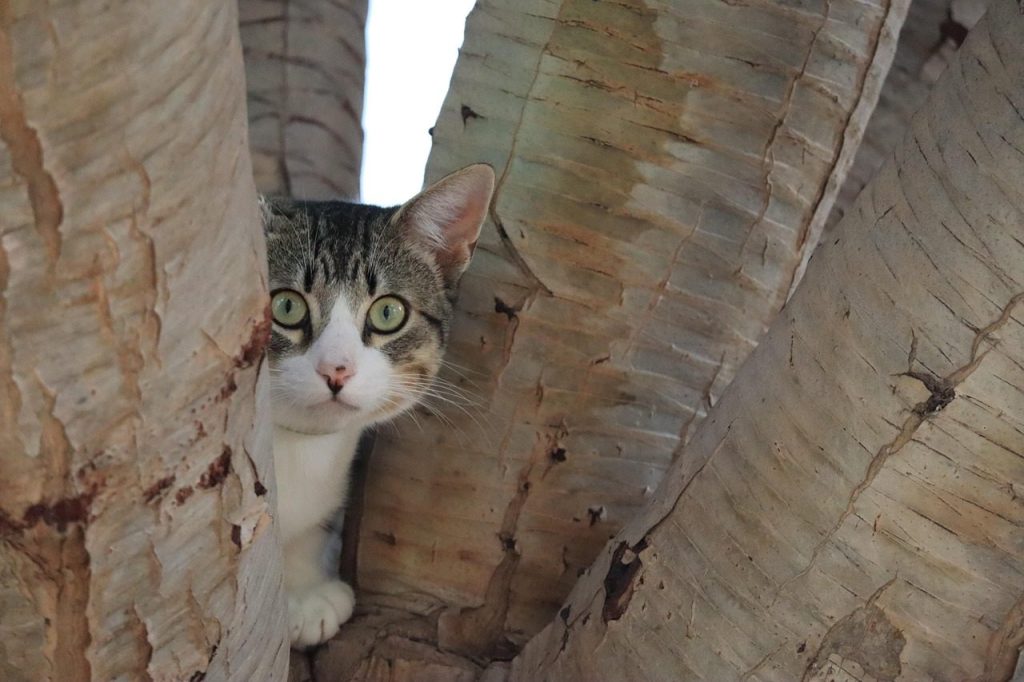 cat, nature, tree, hiding, branches, grey, animal, cute, scared, curious, pet, top, brown pets