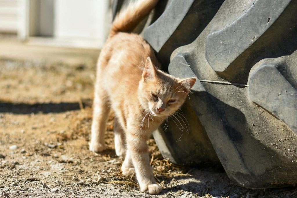 Mongrel kitten with closed eyes scratching body at huge tire in sunny countryside
