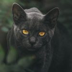 cat, eyes, animal, pet, portrait, nature, eye, face, black, puma, head, feline