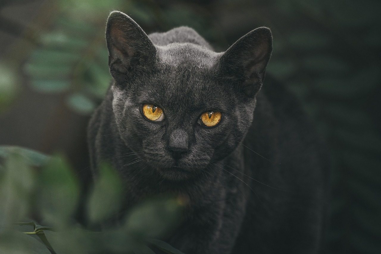 cat, eyes, animal, pet, portrait, nature, eye, face, black, puma, head, feline