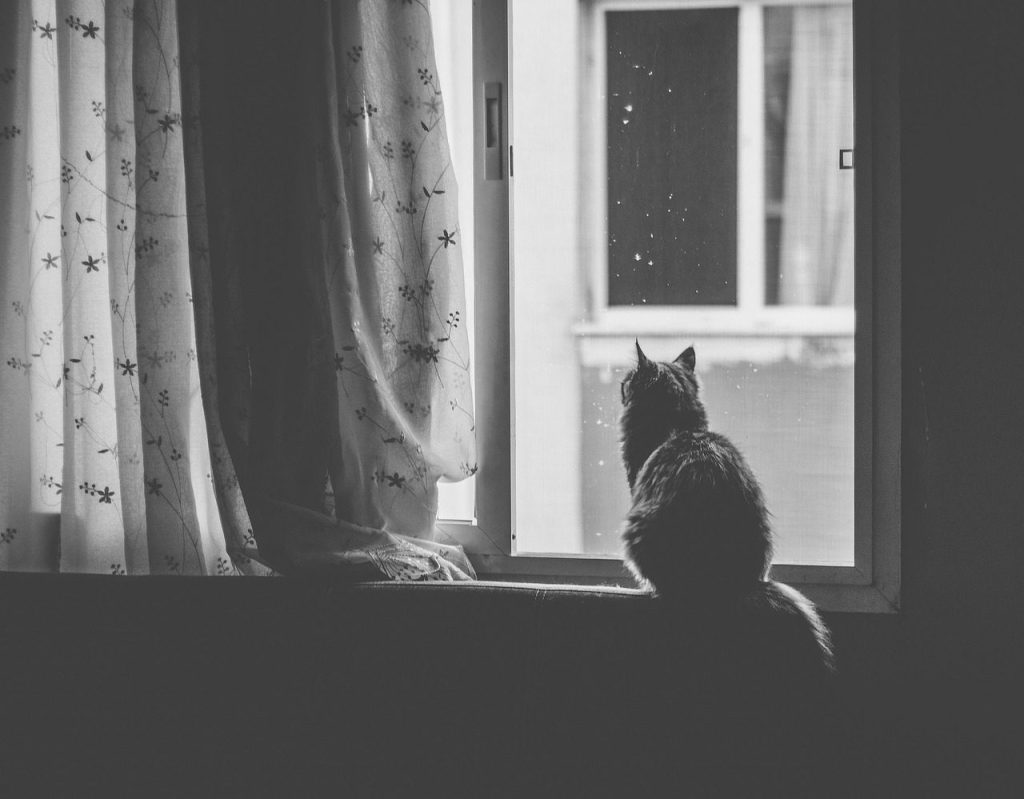cat, pet, window, black and white, animal, window sill, nature, curtain