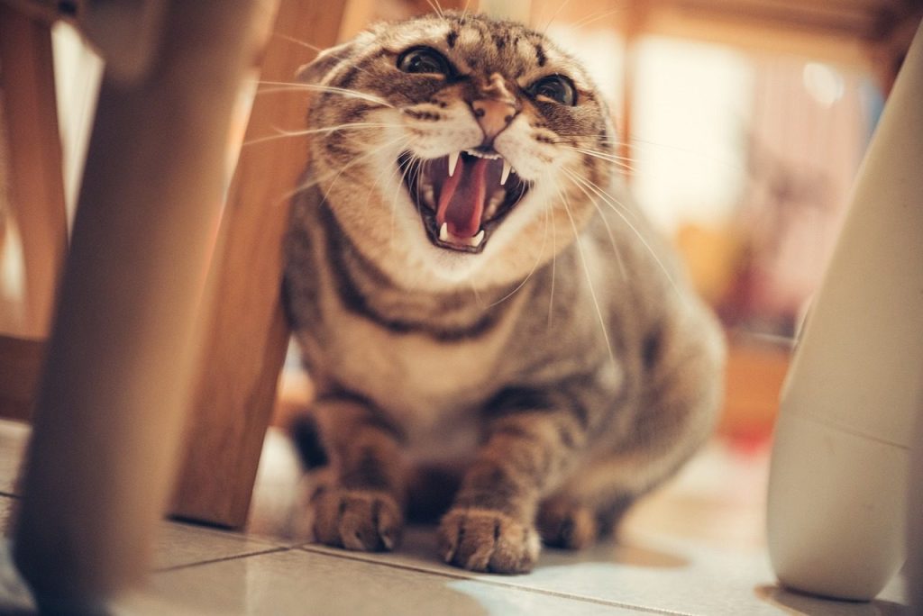 cat, nature, cat hissing, angry, pet, house cat, domestic cat, animal, feline, mammal