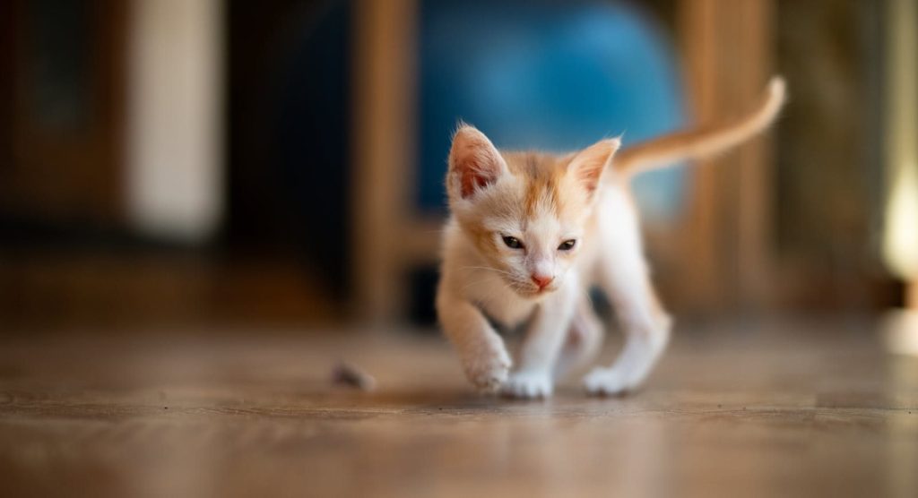 Cute kitten exploring indoors on a wooden floor, perfect for pet-themed projects.