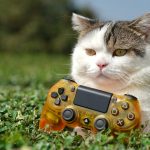 orange and white cat on green grass field