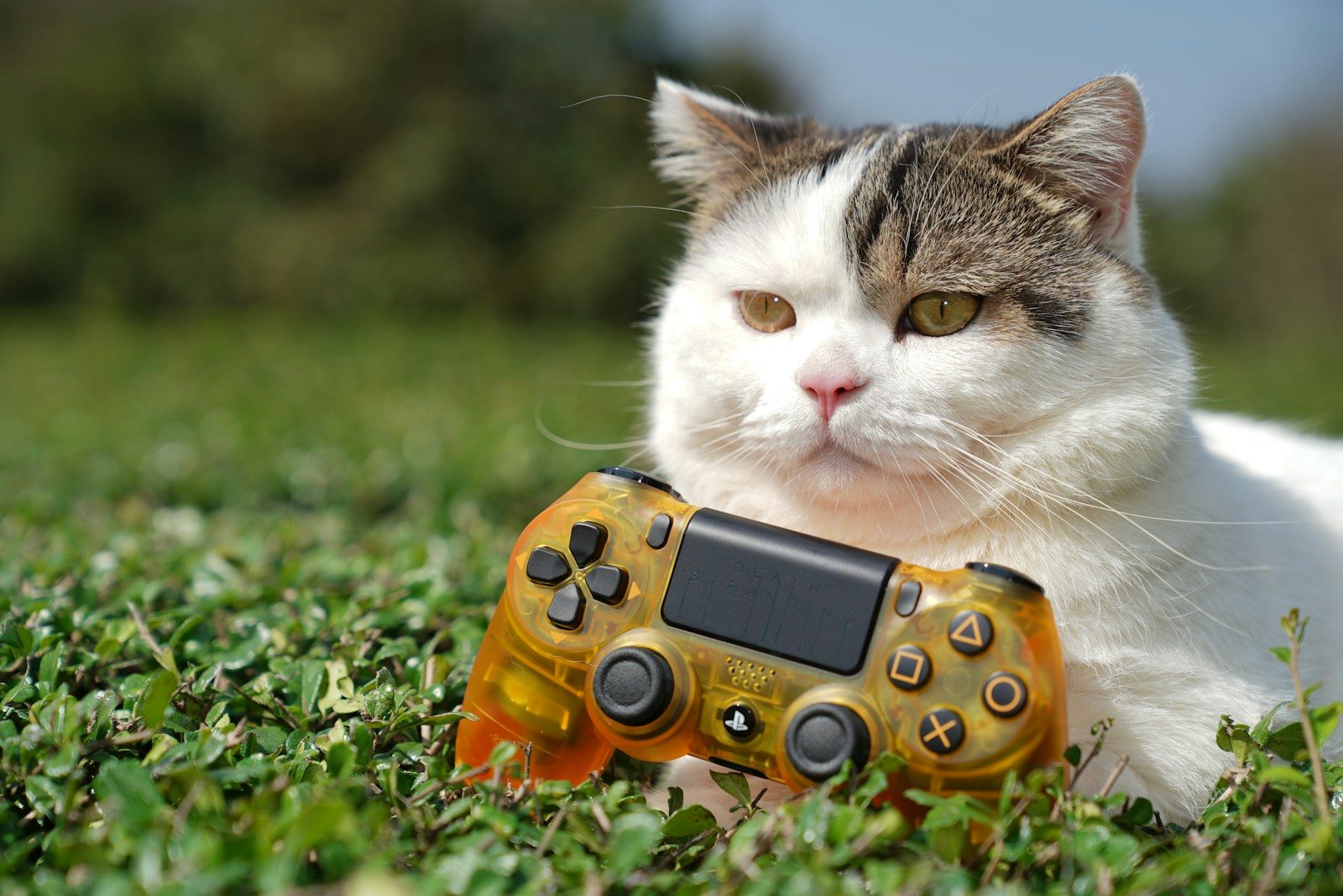 orange and white cat on green grass field