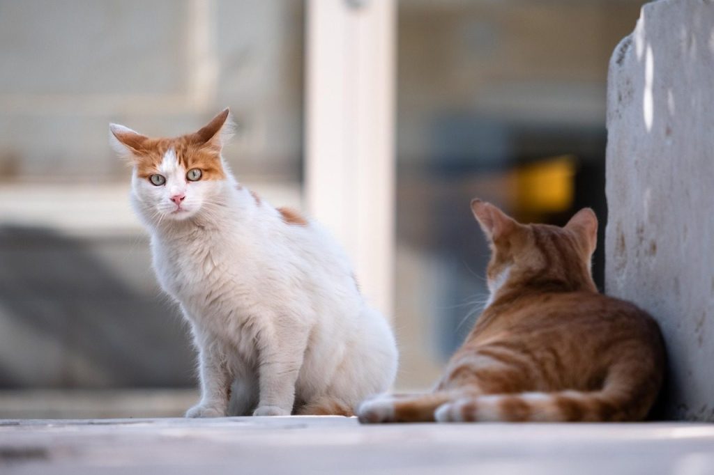 cats, stray cats, nature, animals, street cats, feral cats, domestic cats, feline, mammals, portrait