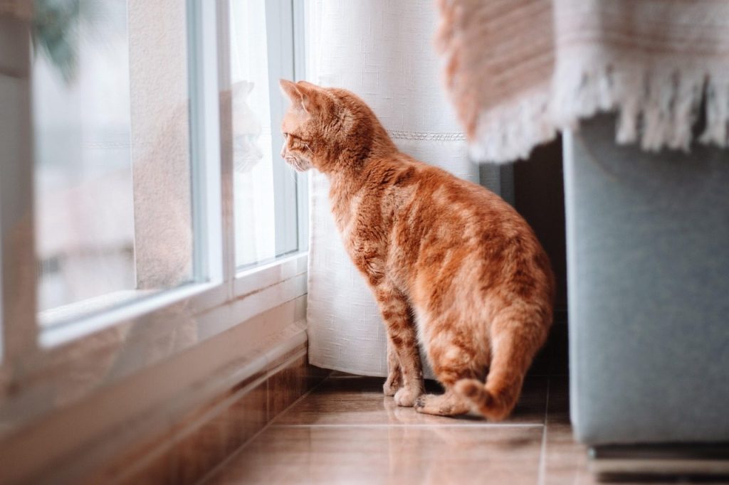 cat, pet, animal, domestic cat, feline, mammal, orange tabby cat, tabby cat, ginger cat, nature, portrait, home, house