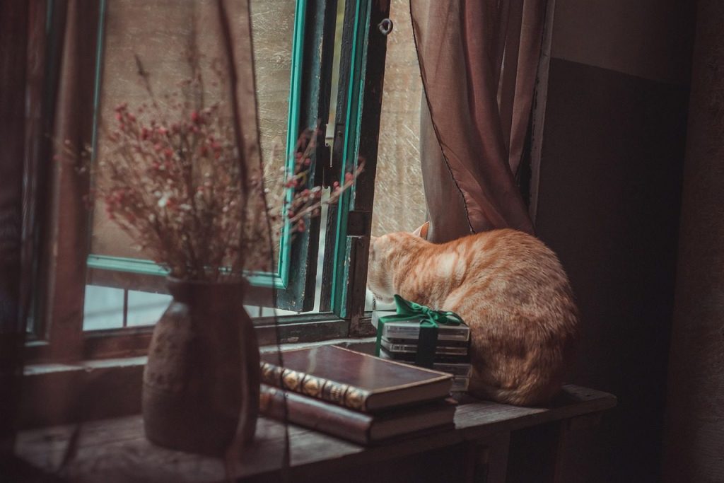 cat, window, by the window, curious, curious cat, looking out, animal, pet, feline, tabby, tabby cat, domestic, domestic cat