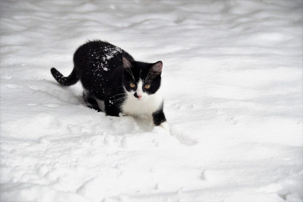 cat, kitten, pet, feline, winter, nature, snow, in the snow, black and white, fur, playful, beard, animal