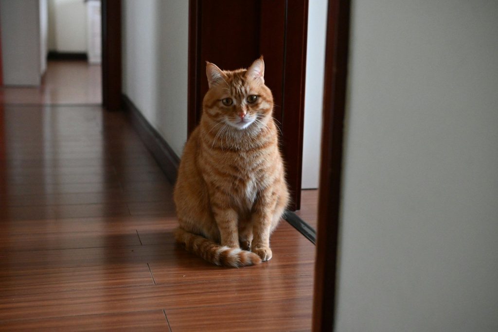 Orange cat sits on a wooden hallway floor.