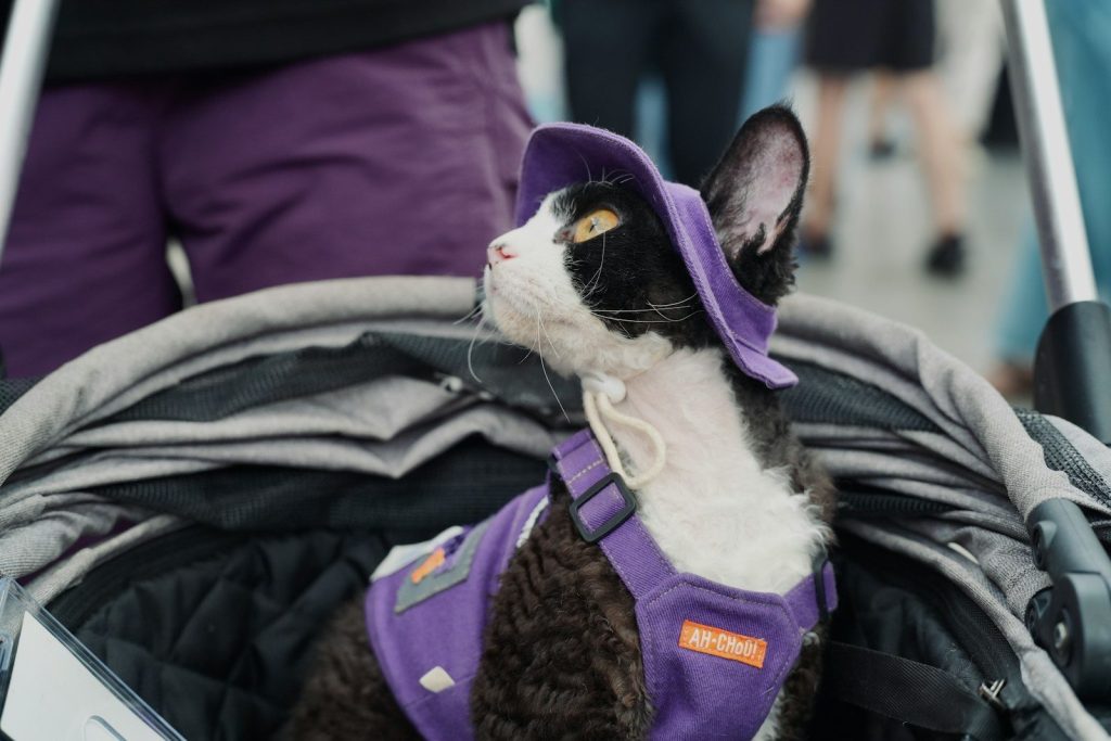 A cat wearing a hat and harness in a stroller