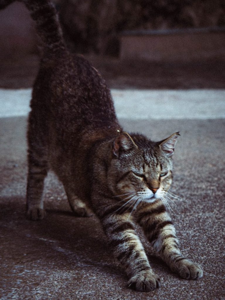 A tabby cat stretches out on the ground.