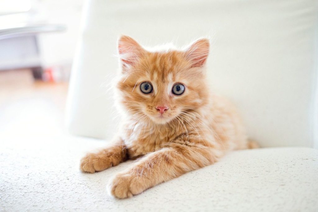 cat, kitten, nature, tabby, pet, kitty, young cat, animal, domestic cat, feline, mammal, cute, adorable, portrait