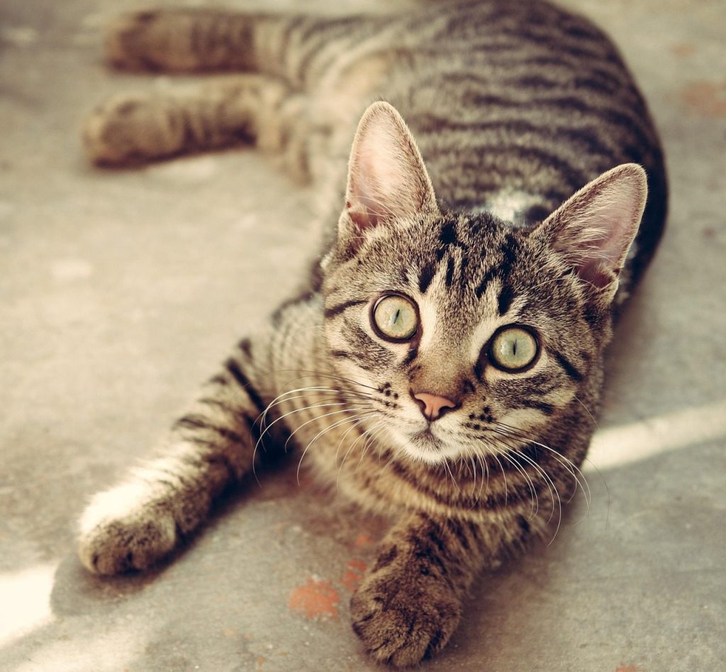 cat, tabby, surprised, cat's eyes, gray tabby, tabby cat, gray cat, feline, pet, animal, nature, cute, kitty, portrait, cat portrait