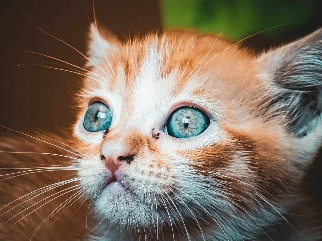 a cat with blue eyes