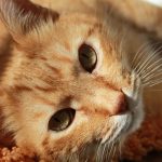 cat, face, head, cat's eyes, nature, whiskers, tabby, orange tabby, tabby cat, feline, pet, animal, portrait, cat portrait