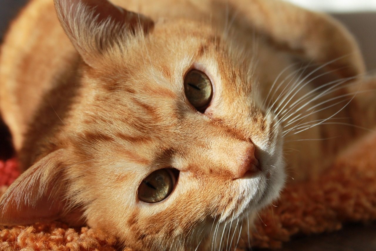 cat, face, head, cat's eyes, nature, whiskers, tabby, orange tabby, tabby cat, feline, pet, animal, portrait, cat portrait