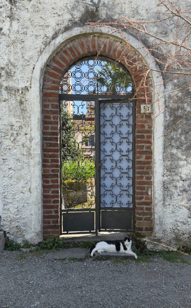 A black and white cat rests by an arched doorway.