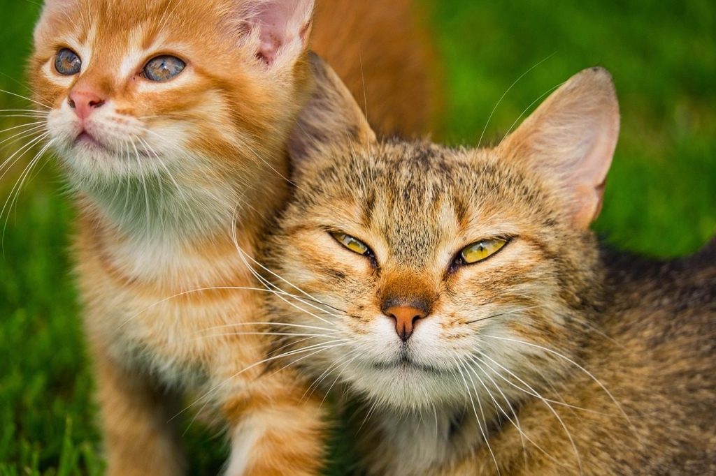 kitten, cat, pet, animal, feline, animals, fur, nature, kitty, whiskers, domestic, domestic cat, cat portrait, animal world