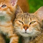 kitten, cat, pet, animal, feline, animals, fur, nature, kitty, whiskers, domestic, domestic cat, cat portrait, animal world