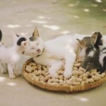 cats, kittens, felines, nature, family, basket, herd of cats, animals